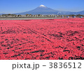 小エビ干しと富士山-9219