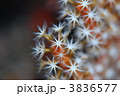 水中の花