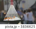 金魚