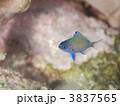 アマミスズメダイの幼魚