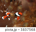 ハマクマノミの幼魚