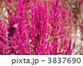 ケイトウの花