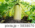 大根