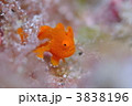 カエルアンコウ