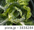 白菜