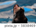 アシカ