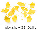 秋の、いちょう（銀杏）。
