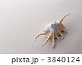 貝