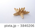 ヒトデ