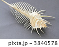ホネ貝