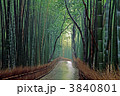 京都　雨の嵯峨野の竹林