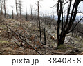 北米の山火事の跡