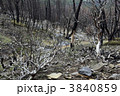 北米の山火事の跡