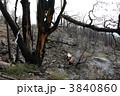 北米の山火事の跡