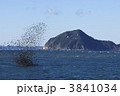 ヒヨドリの大群
