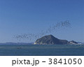 ヒヨドリの大群