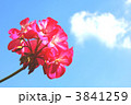 ゼラニウム
