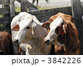 アメリカの肉牛