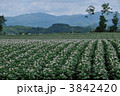 ジャガイモ畑京極町
