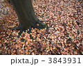 3843931