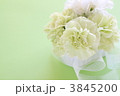 母の日のカーネーション