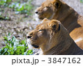 3847162