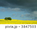 3847503