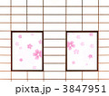 和室から見る桜