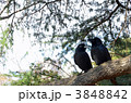 2匹のカラス