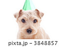 パーティーハットをかぶった犬