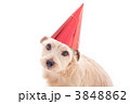 パーティーハットをかぶった犬