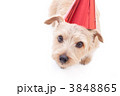 パーティーハットをかぶった犬