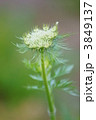 人参の花　み～つけた❢
