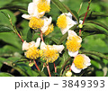 茶花-32839