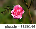 素材ナンバー 3869146 : 「芳純」