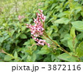 染料植物1・アイ