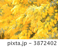 ミモザ