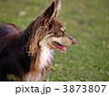 3873807