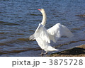 白鳥