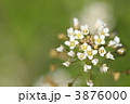 ぺんぺん草