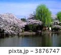 石神井公園の桜