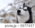 3877437