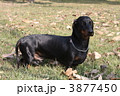 3877450