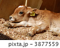 子牛