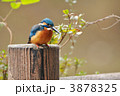 お立ち台のカワセミ