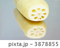 蓮根