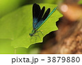 リュウキュウハグロトンボ♂ リュウキュウハグロトンボ♂