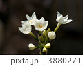 素材ナンバー 3880271 : 「水仙」