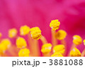 山茶花