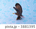 オオワシ